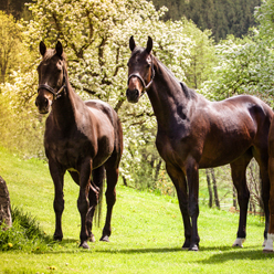 Ridning-yogarejse-Alperne-heste